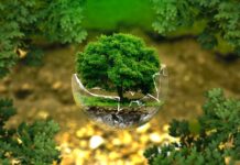 Z czego zrobić bonsai w domu? Z czego zrobić bonsai w domu?