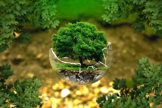 Dlaczego bonsai jest drogi? Dlaczego bonsai jest drogi?
