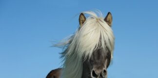 Ile koni ma Mercedes a180?