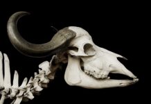 Gdzie jest klakson opel astra G? Gdzie jest klakson opel astra G?